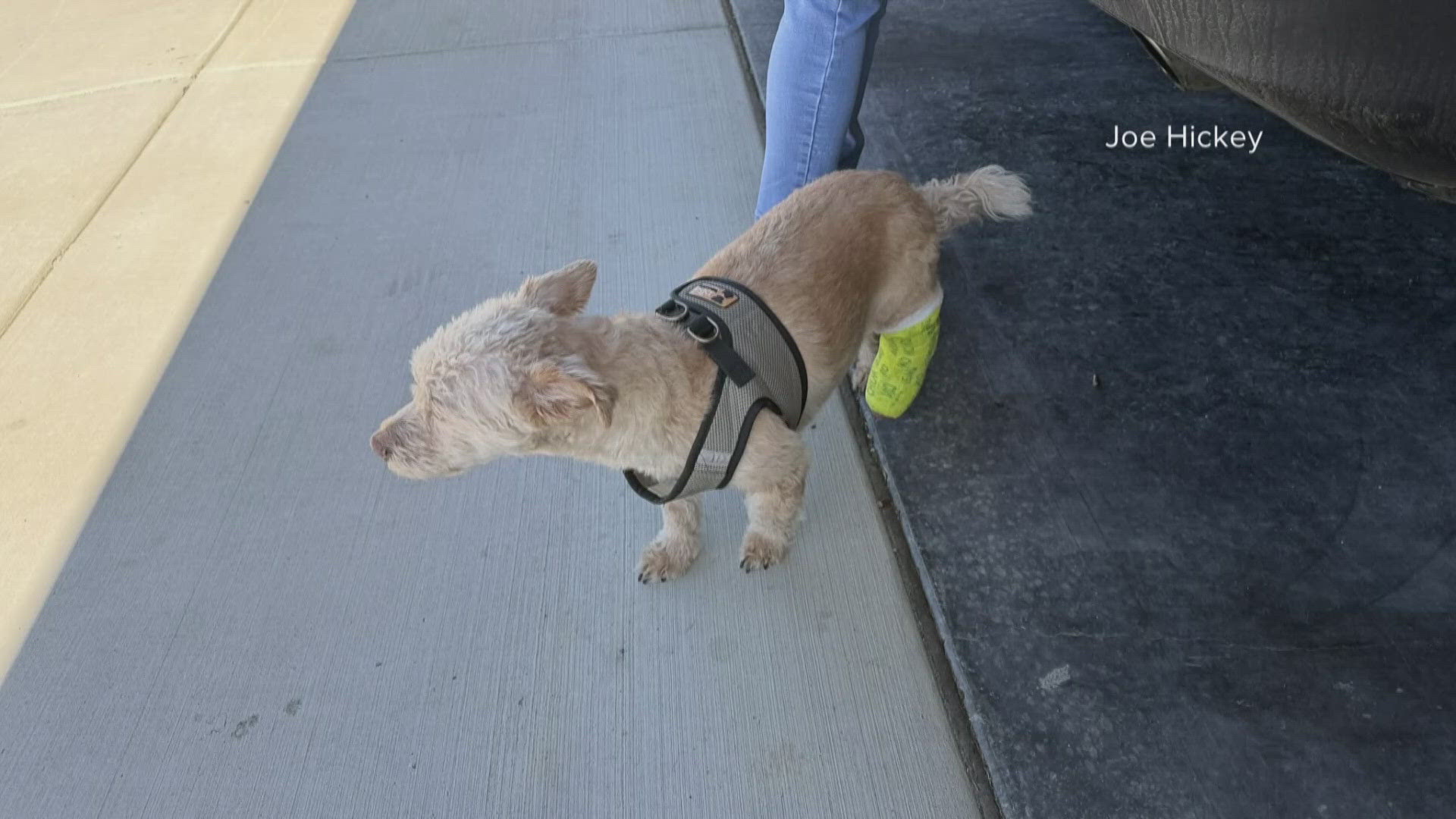 'Total shock': Amazon driver seen on video grabbing, throwing Idaho ...