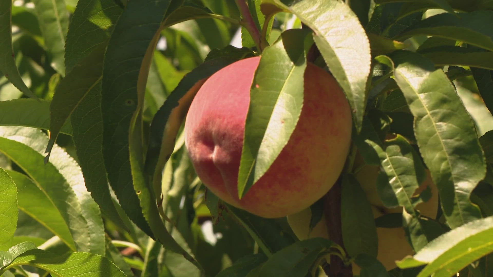 Peach season has arrived early at Eckert's Farm and Country Store in Belleville. The pick-your-own peach season should open in late June or early July.