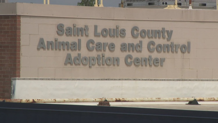 Sick dogs at animal shelter were euthanized to save 'hundreds more,' resigning director says