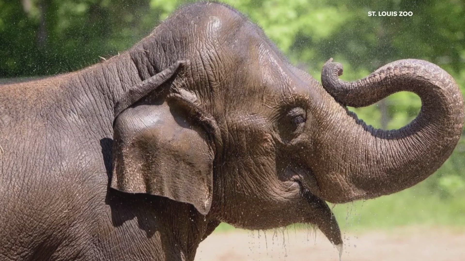 A beloved Asian elephant at the Saint Louis Zoo has unexpectedly passed away. The zoo announced Tuesday that 27-year-old Rani unexpectedly passed away on Oct. 13.