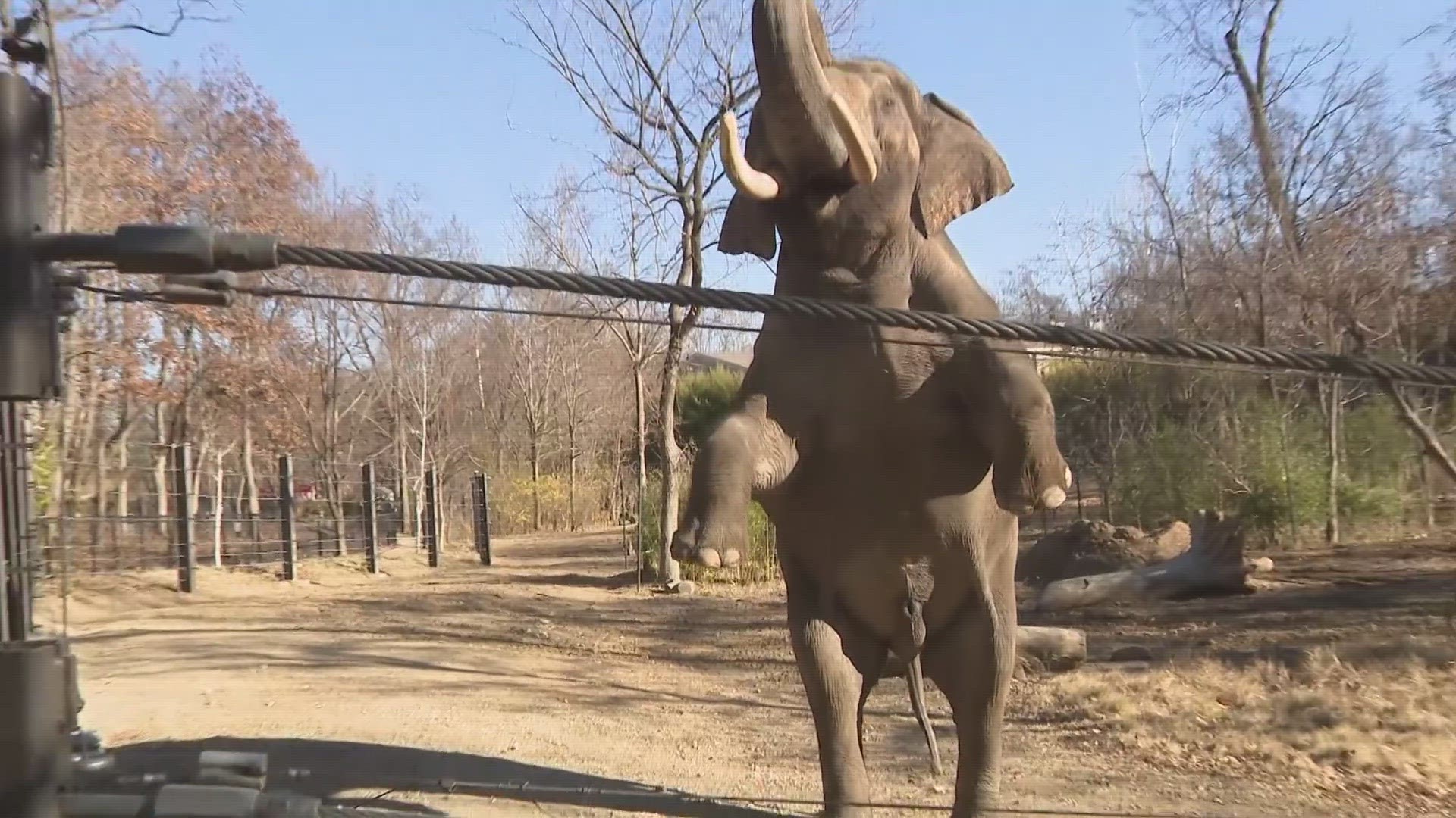 Raja will join the Asian elephants at the Columbus Zoo and Aquarium. He will be able to start a new family group with four females.