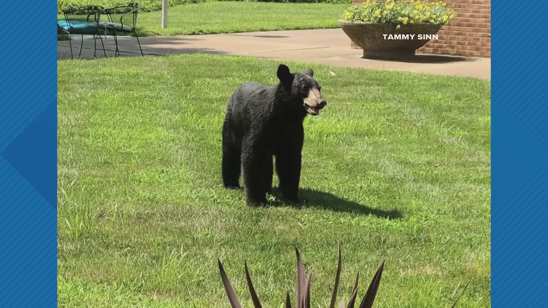 People leaving trash and animal food unsecured outside could teach bears fatal habits. Once the problem starts, it's nearly impossible to stop without killing them.