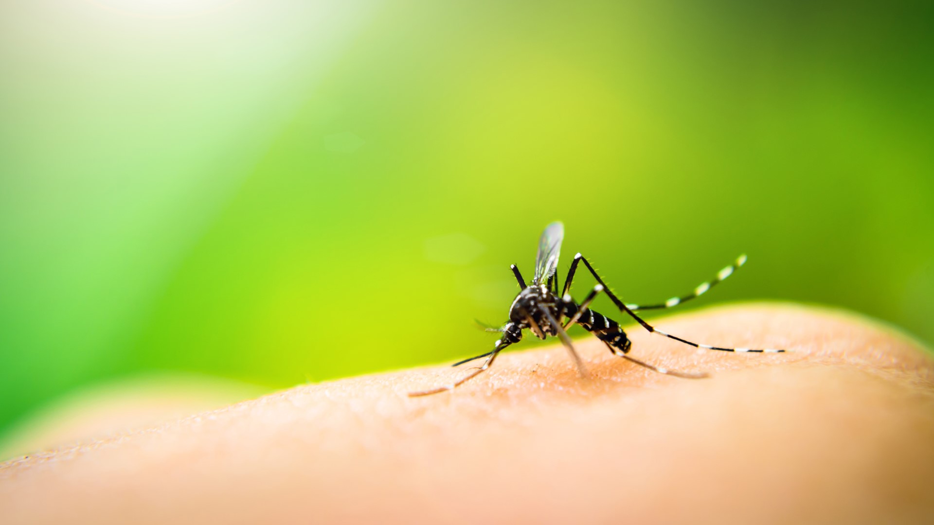 While mosquitoes carrying West Nile Virus have been detected in Des Moines, there are currently no known cases of West Nile Virus in humans or pets locally.