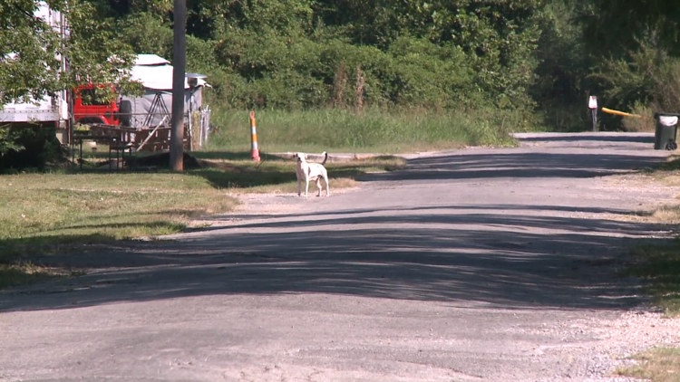 'I really fear for my life': Neighbors worry after dogs maul man to death in Illinois