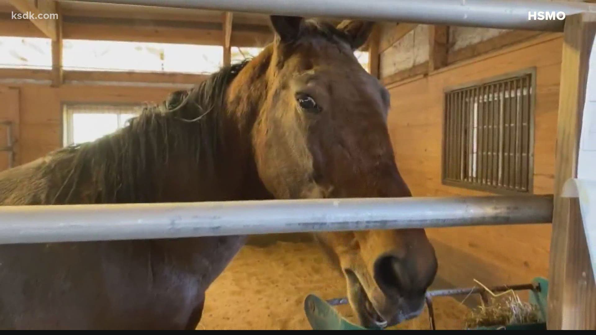 The humane society said it is taking $100 off all horse adoption fees now through Feb. 27.