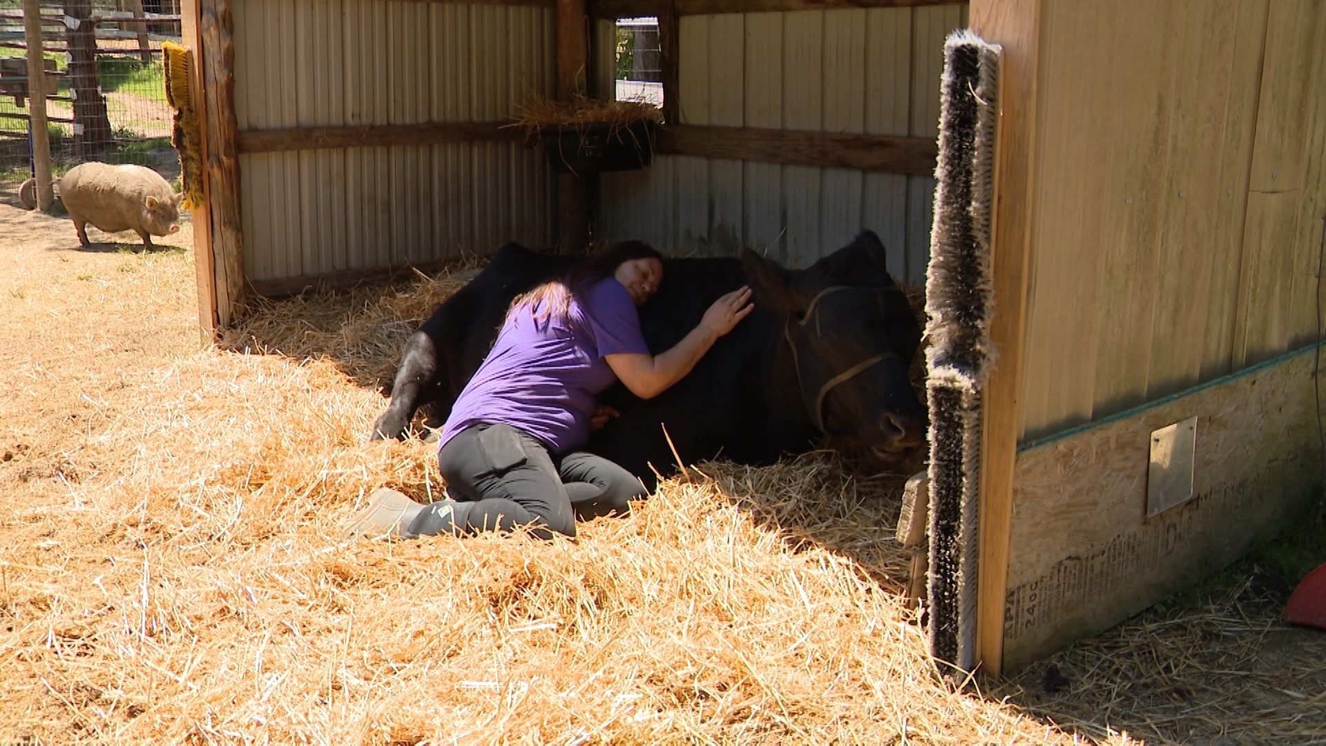 Seven years ago, six cows that escaped a slaughterhouse captured the nation's hearts. They now live at a sanctuary where both animals and people come to find refuge.