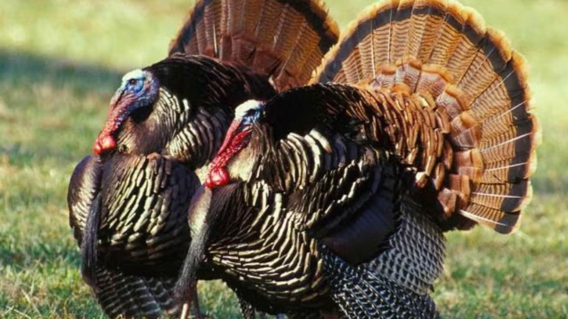 Tennessee spring turkey season opens April 11