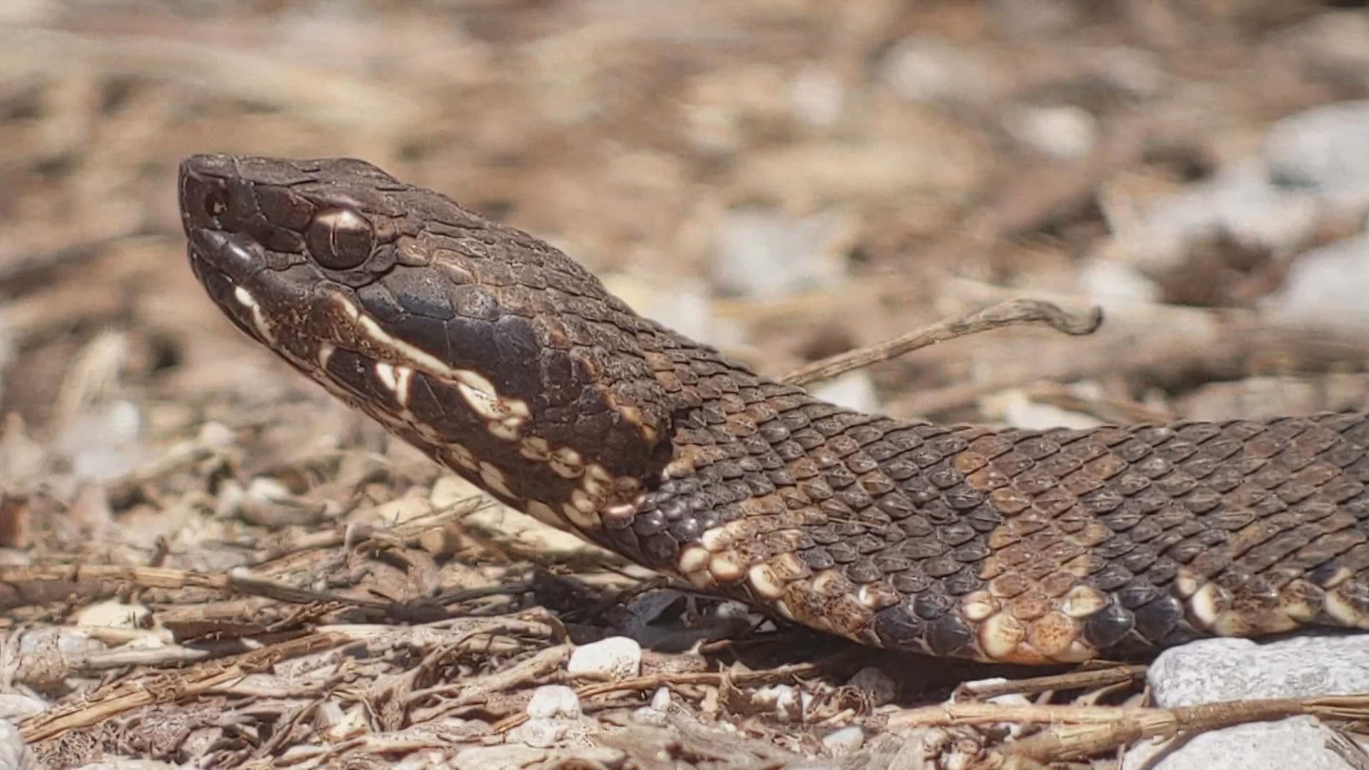 “There are venomous snakes here,” said Vukovich.  “Twenty-three species of snakes have been documented.”