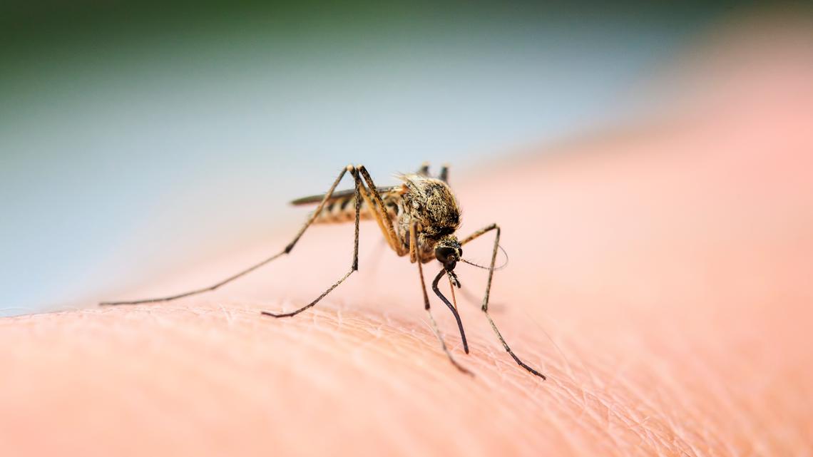 First case of West Nile virus in Iowa reported for 2024