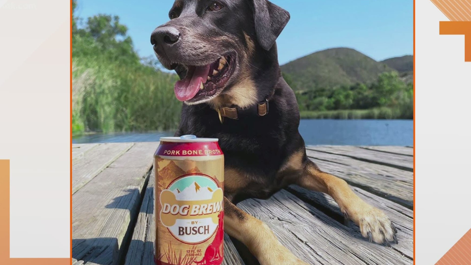 Busch Beer is expanding its Dog Brew line and it can earn your dog some big bucks.