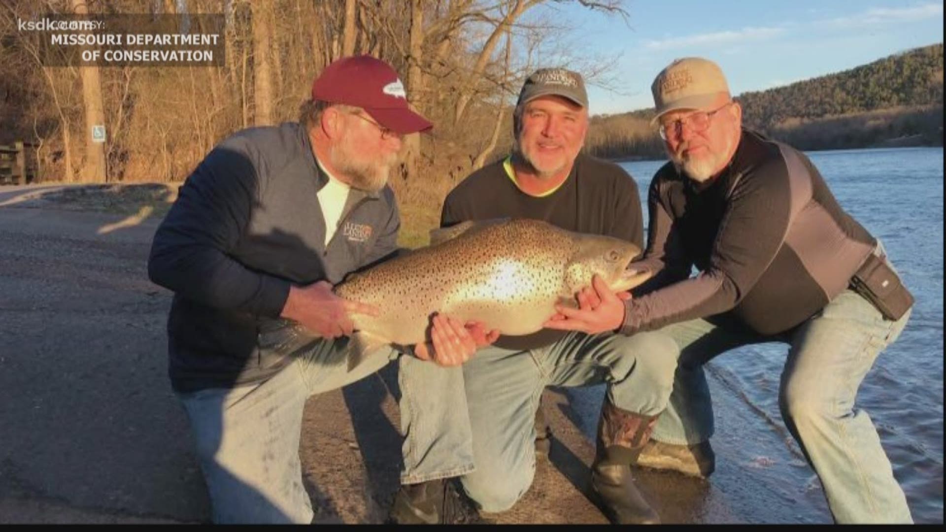 Record brown trout caught in Missouri