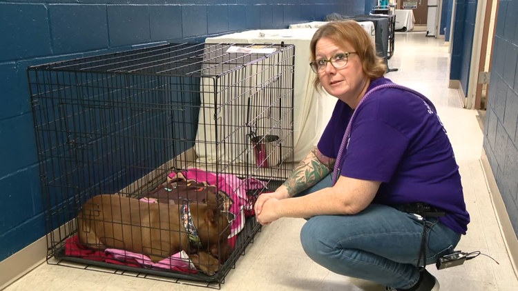 St. Louis County Animal Shelter waives adoption fees as nearly 300 pets need homes