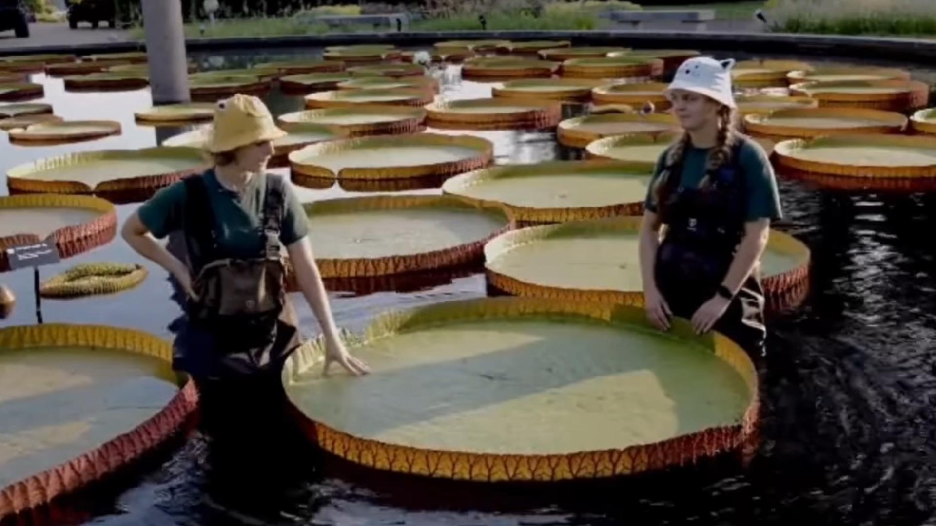 The results of the international "water lily weigh-off" found the Missouri Botanical Garden's lily pads held the most weight of any lily pads in the world.