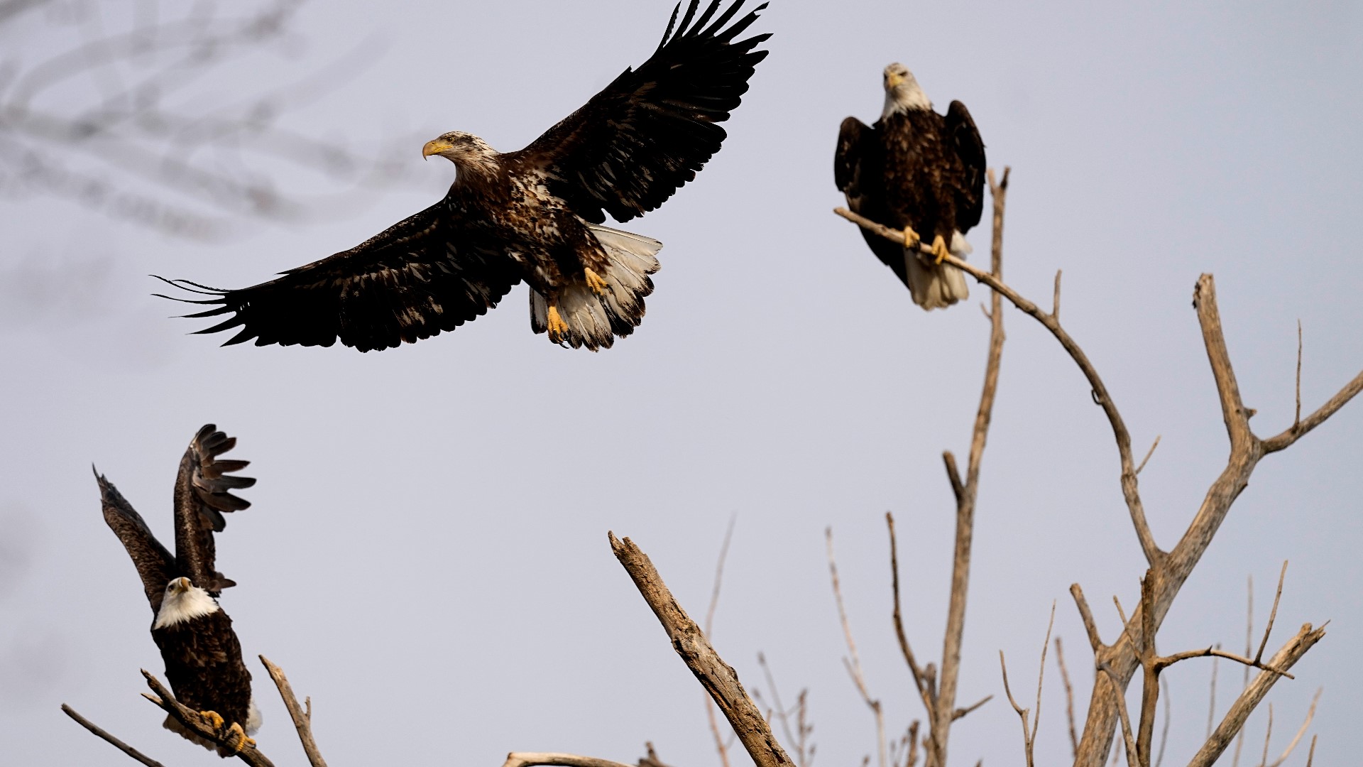 The Show Me State is a great place to see bald eagles. According to the Visit Missouri website, there are about 500 active nests in the state.