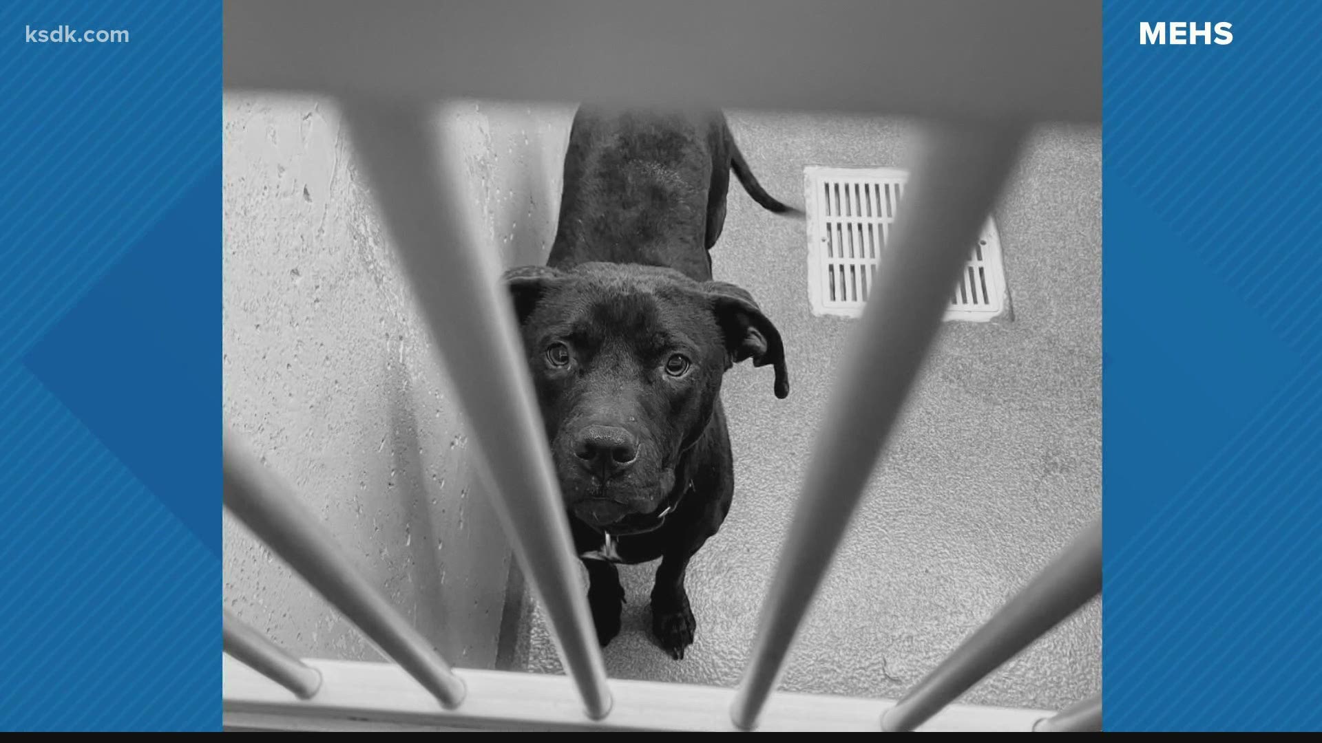 Metro East Humane Society Looking For Homes For Rescue Dogs 10tv Com