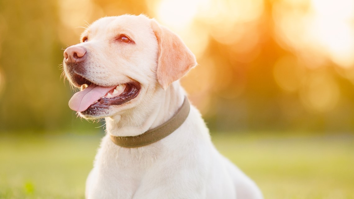 How can I spot heat exhaustion in my pet? How hot is too hot? | fox43.com - Do Dogs Get Hot At 80 Degrees