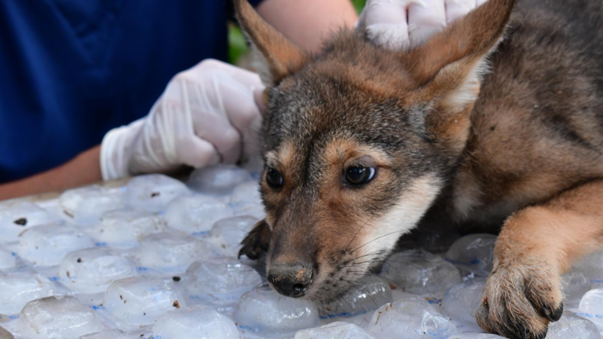 Four baby wolves were born at the Saint Louis Zoo's Wildlife Reserve in Franklin County. They are members of one the most endangered wolf species in the world.