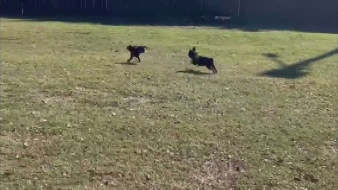 Does your pet get the zoomies? There is a science behind it. - Vimarsana News