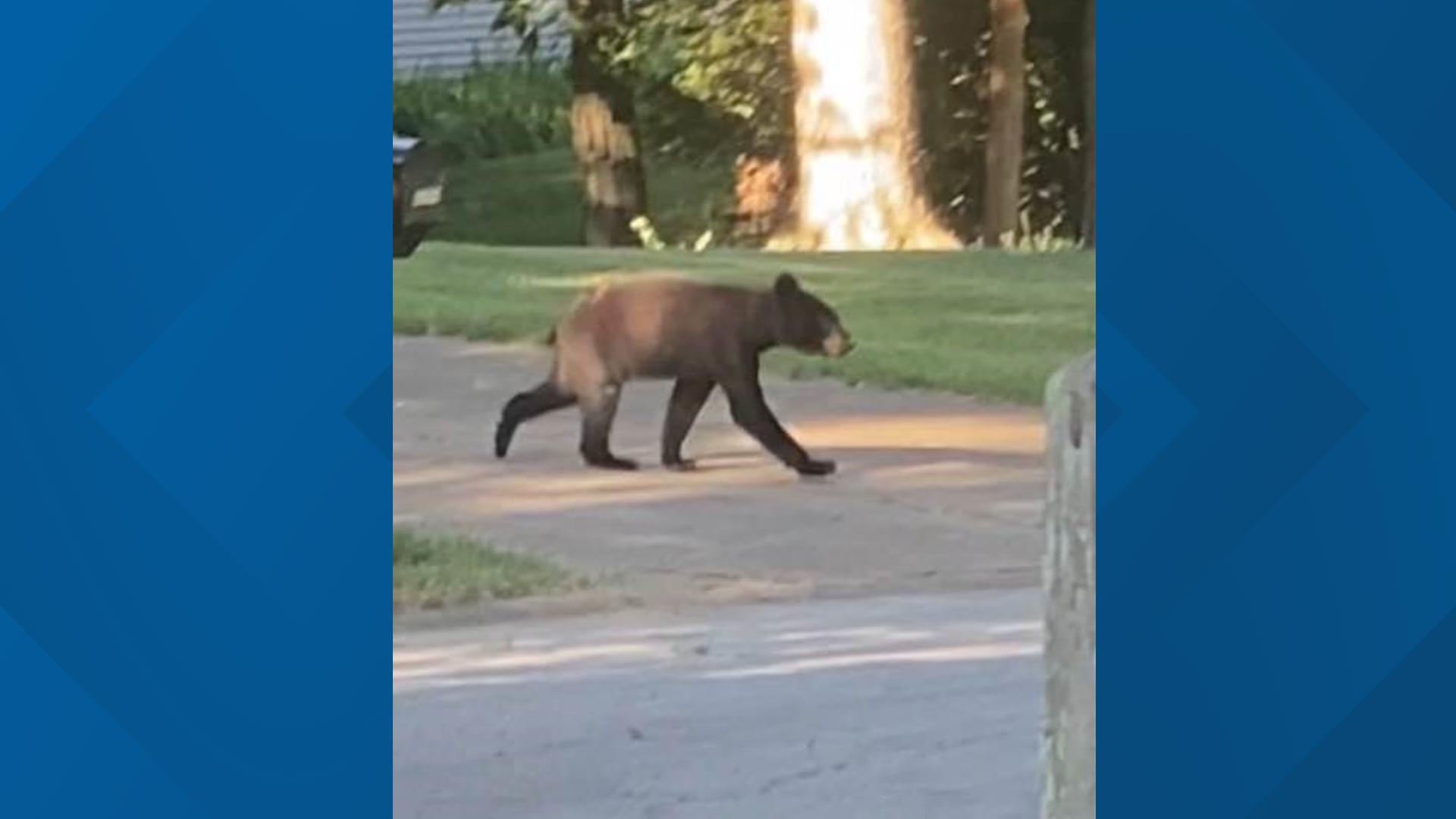 Bear cub sighting in Ballwin.