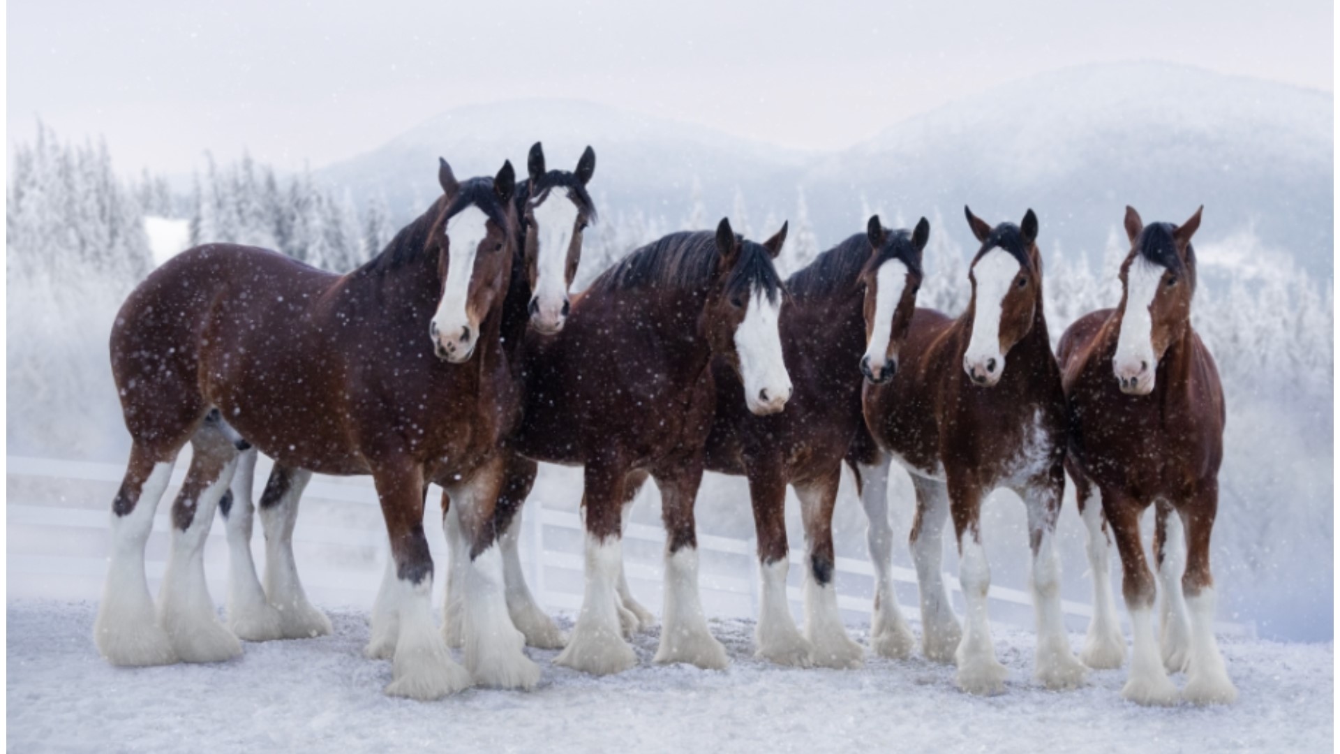 Anheuser-Busch offered fans a sneak peek of its Super Bowl LVIII commercial slot on Thursday. This year's ad includes the Clydesdales.
