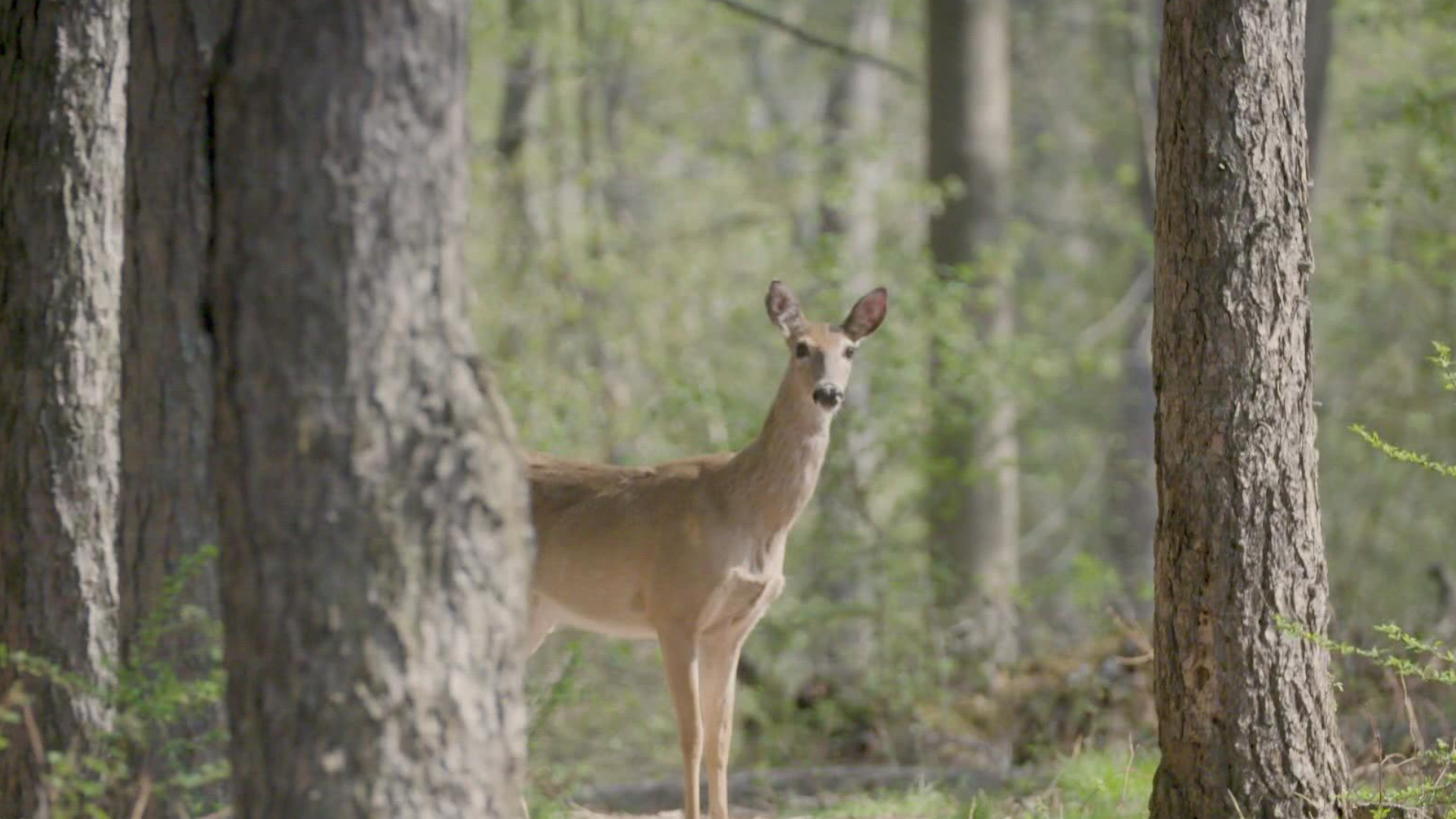 There is no evidence of humans contracting COVID-19 from eating venison, although some white-tailed deer carry the antibodies that cause the virus, reports show.