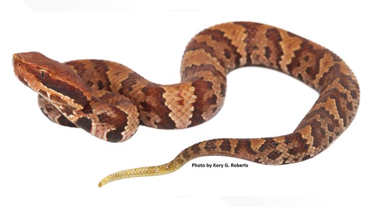 Learn how to spot venomous snakes in Arkansas