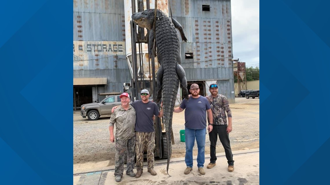 Longest alligator of Arkansas history killed in Dumas