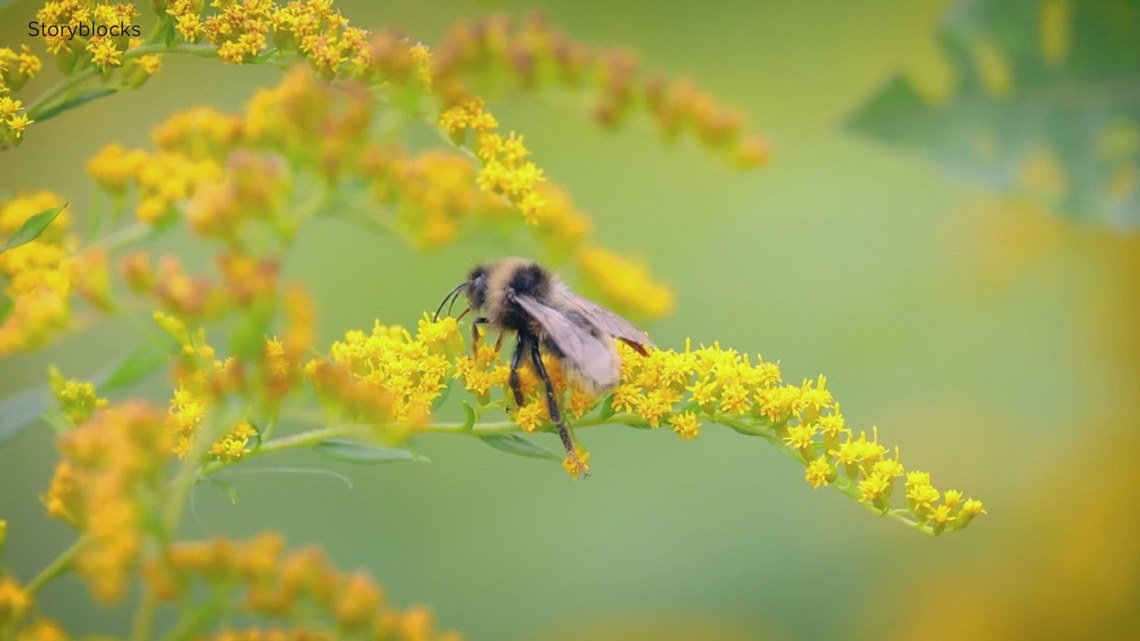 Is Arkansas the worst state for seasonal allergies - Vimarsana News
