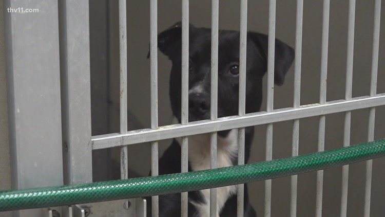 Fayetteville Animal Services waiving dog adoption fees June 3-11