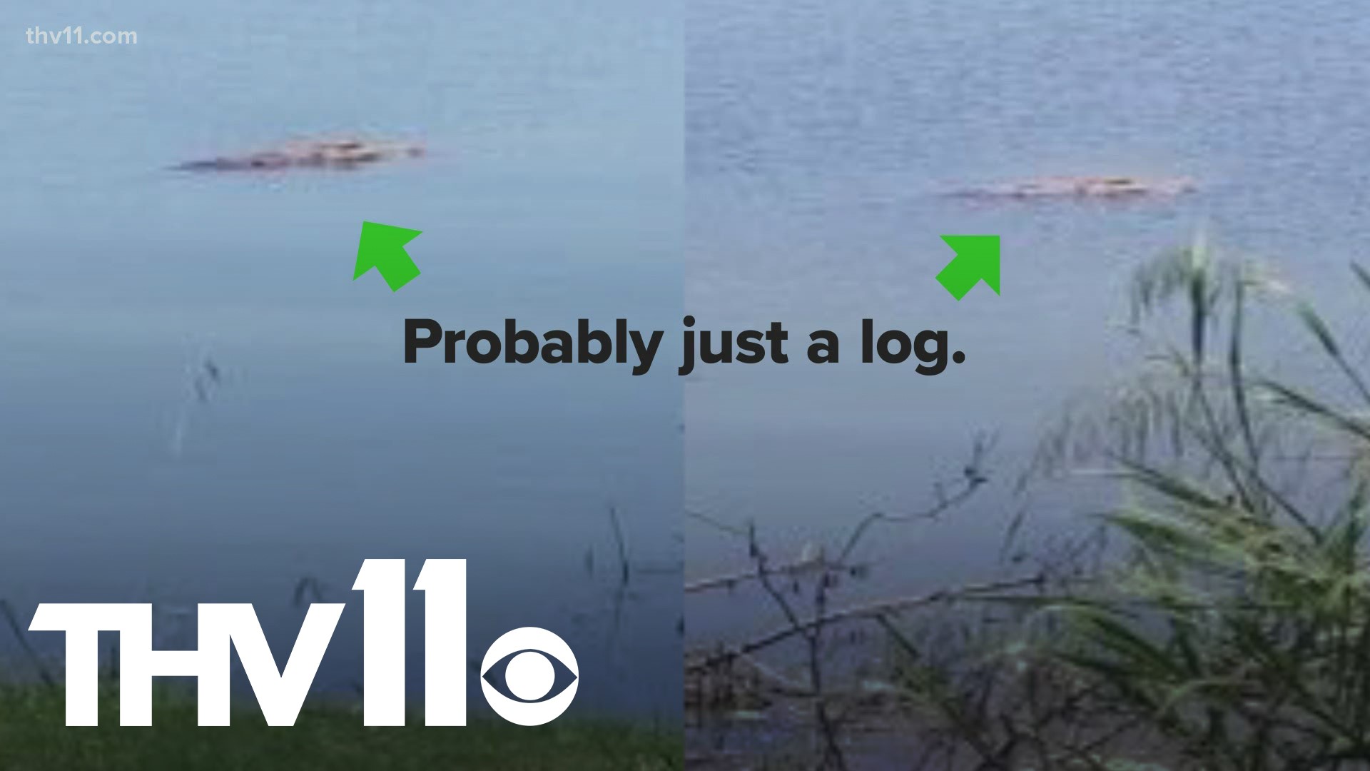 Pictures on social media are causing a stir after people claim it's an alligator, but some are saying it's just a log. We verify.