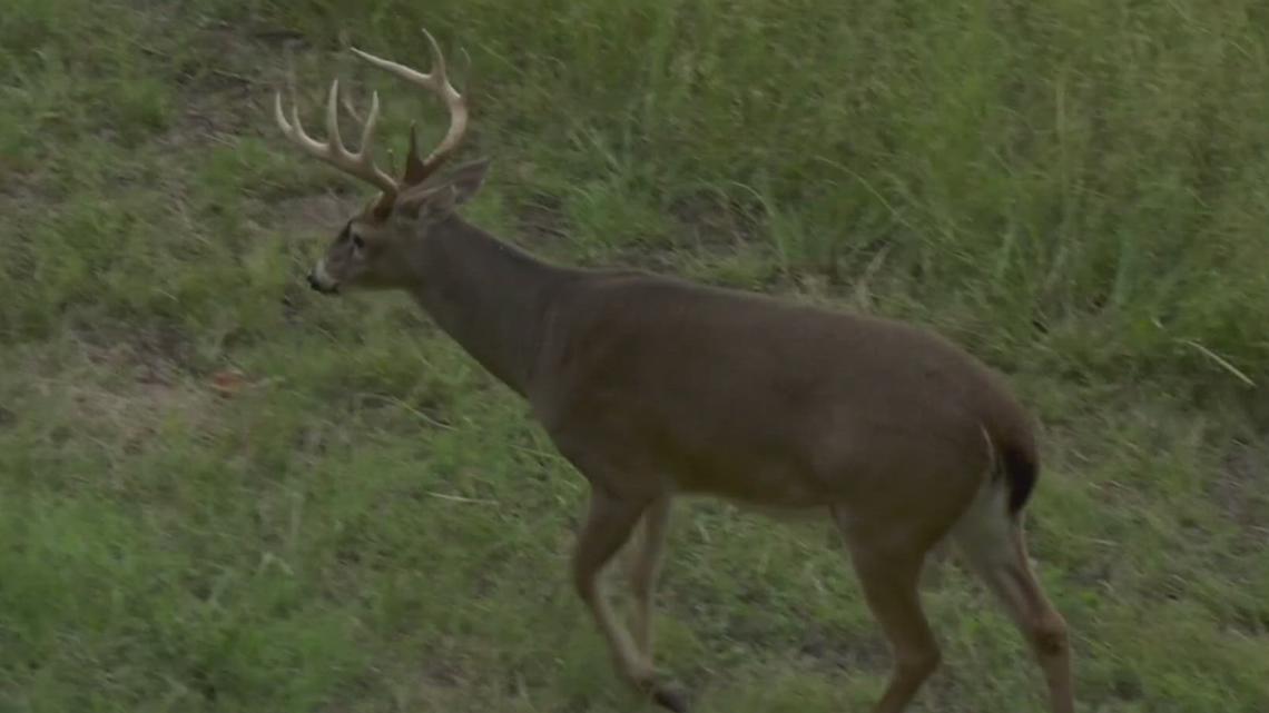 what-s-the-biggest-deer-killed-in-arkansas-that-s-a-great-ques