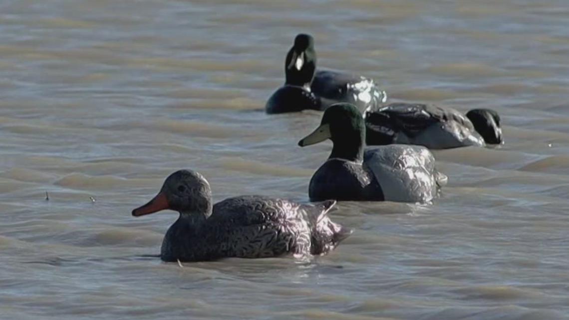 Despite duck decline, Arkansas remains duck capital of the world - Vimarsana News