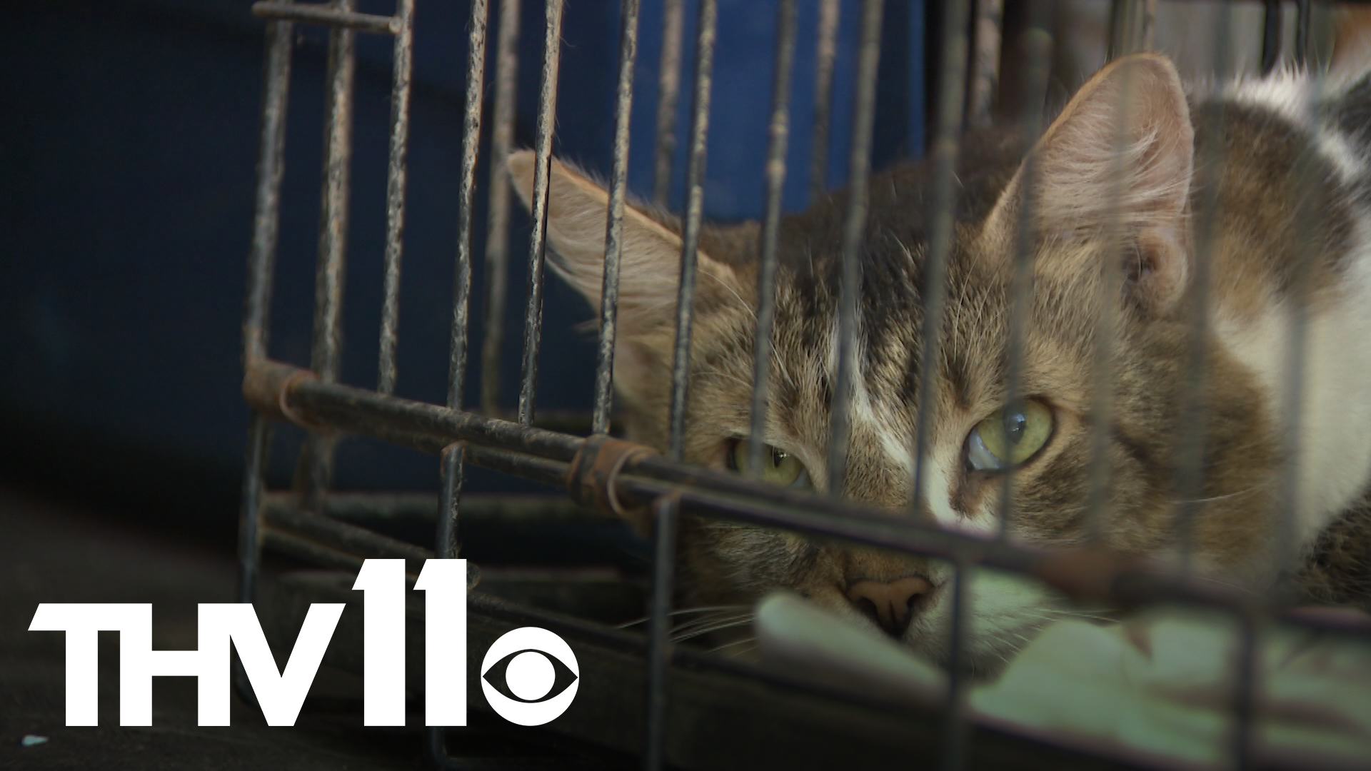 Around 100 cats and one dog were found inside the home. The cats are being taken to a shelter, but the humane society will need help with treatment costs.