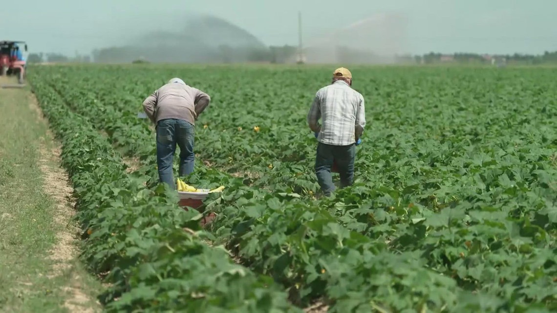 Arkansas farmers struggle as crop production prices cause record bankruptcies