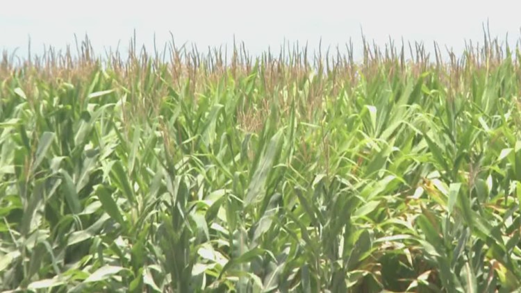 Arkansas farmers face decline in profitability year-over-year