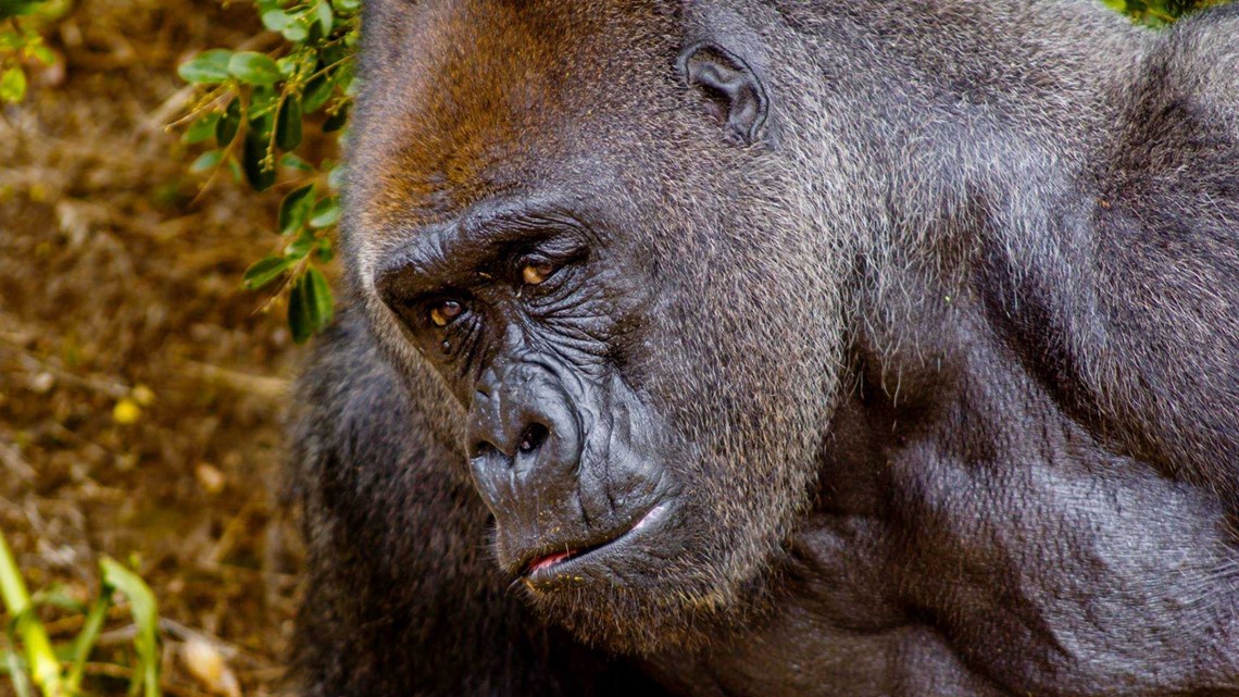 42 Year Old Little Rock Zoo Gorilla Dies Of Medical Complications 5newsonline Com little rock zoo gorilla dies