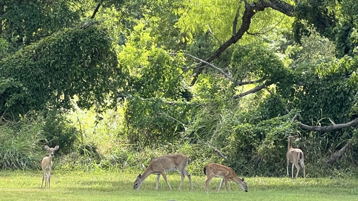 Alternative firearms deer hunting season in Arkansas opens soon | What to know