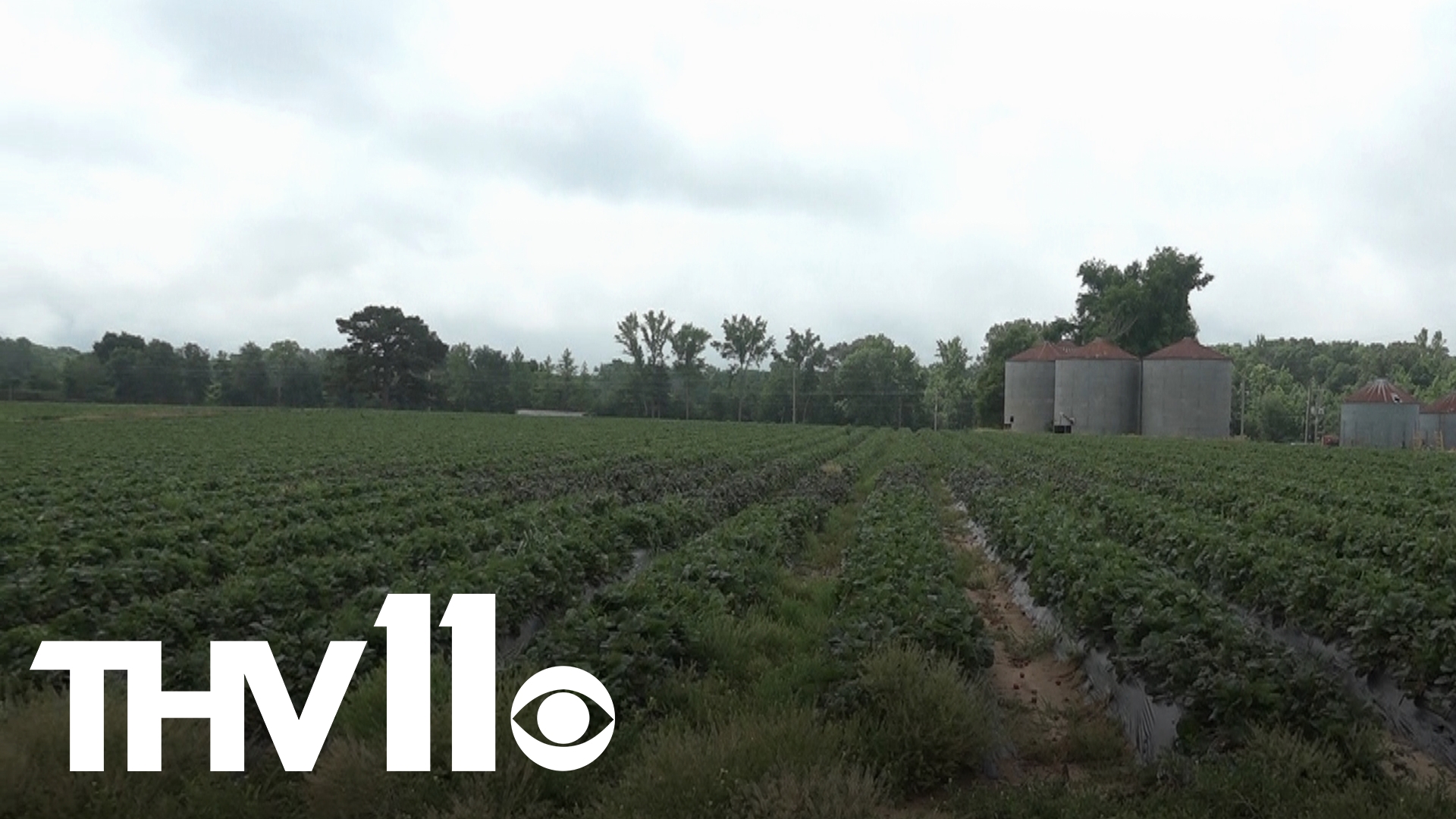 After a very wet week here in Central Arkansas many have been dealing with the storm's aftermath including a local strawberry farm left with some unusual damage.