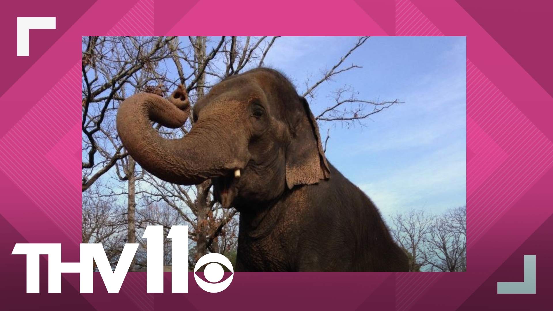 Sophie the Elephant, a beloved member of the Little Rock Zoo has been placed on hospice care, the zoo announced on Monday.