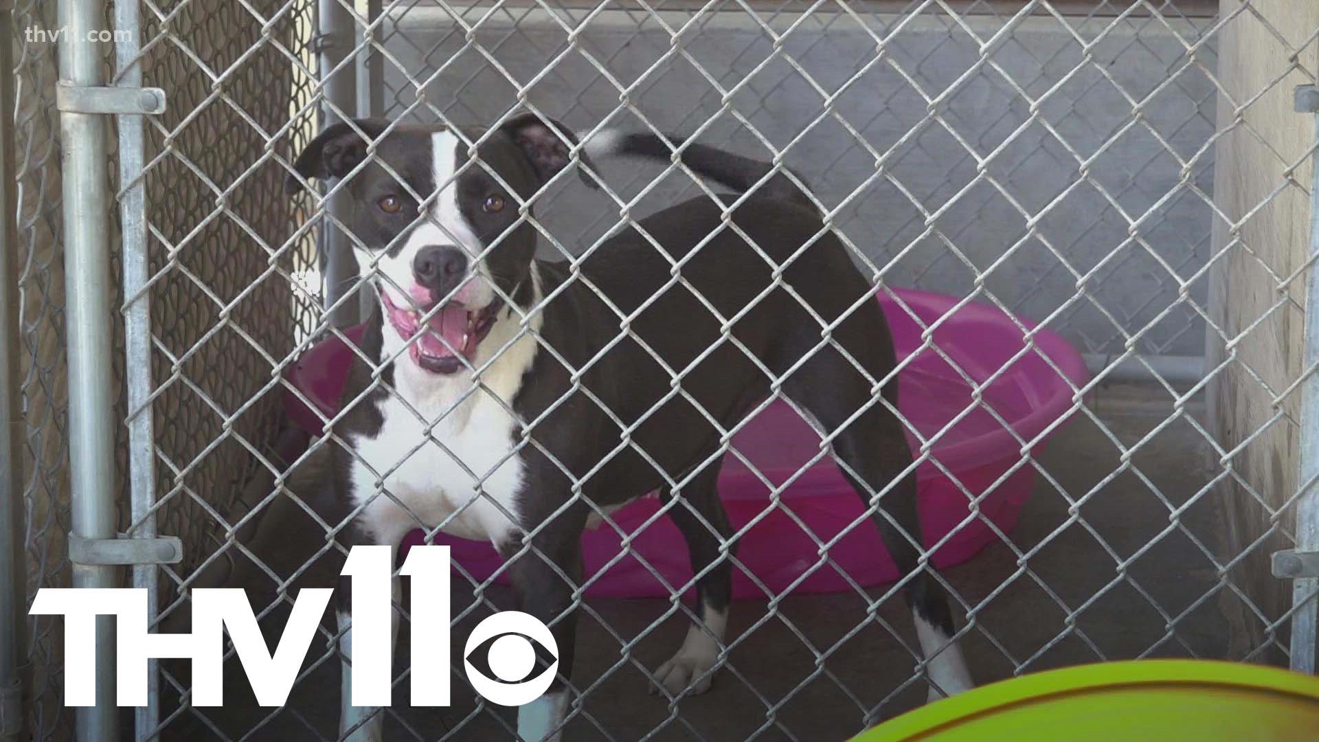 After banning pit bulls years ago, Jacksonville city officials are reconsidering their stance on the breed's future.