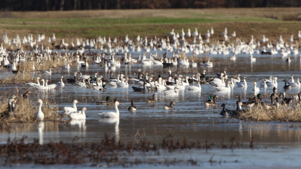 Cases of avian influenza confirmed in multiple Arkansas counties - Vimarsana News