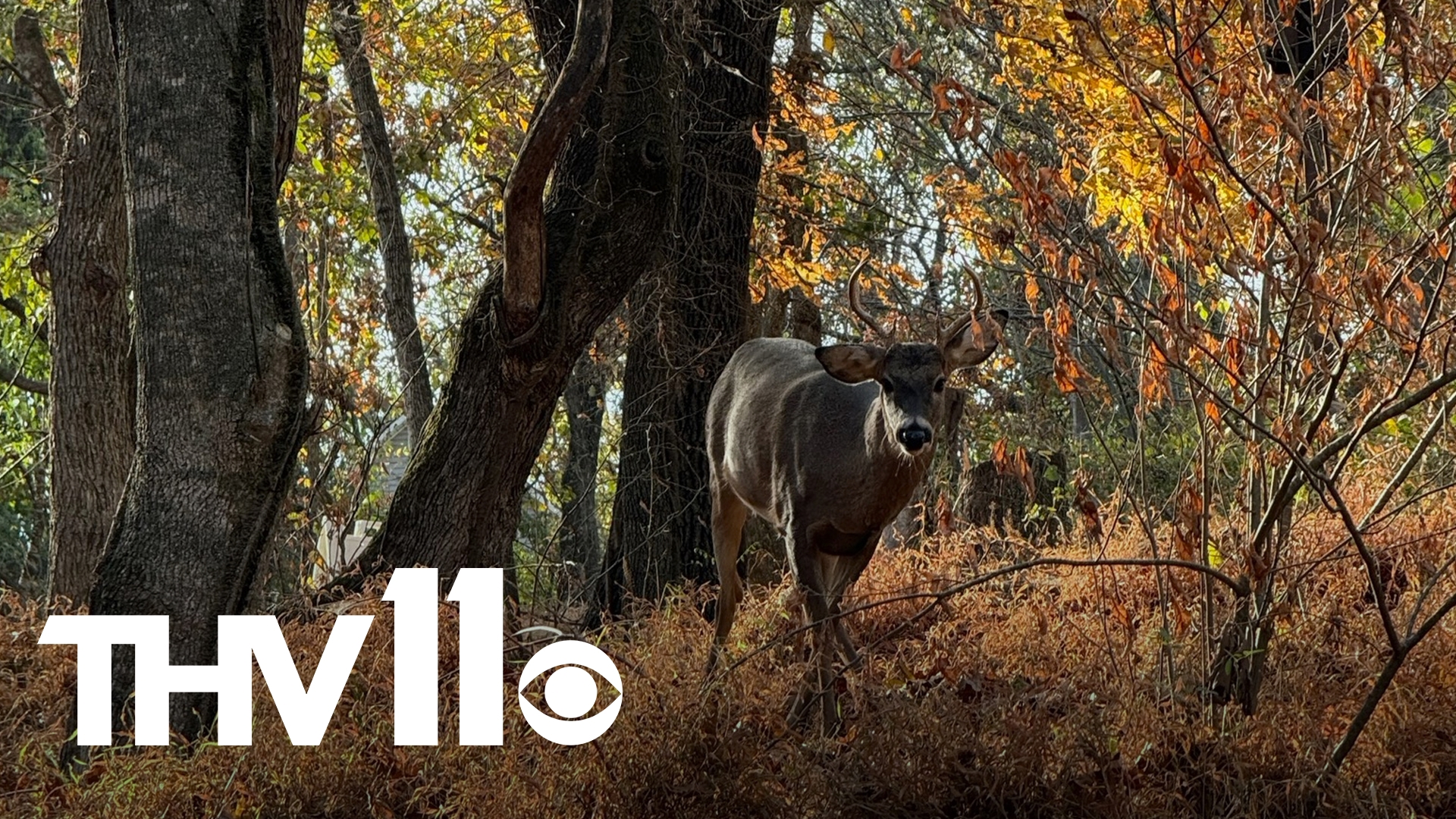 As more rain is expected soon, the Arkansas Game and Fish Commission is warning deer hunters of high water levels that could lead to some possible closures.