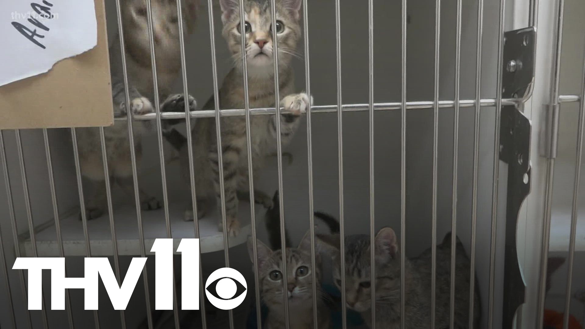 A foster organization is calling for more foster homes for animals in central Arkansas after having to euthanize a dozen cats and dogs Wednesday.