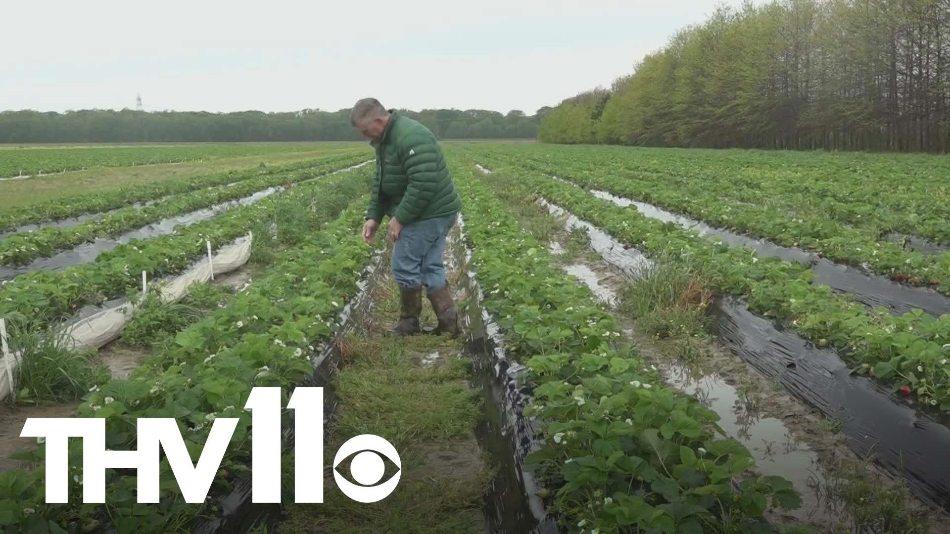 Arkansas farmers have had to endure tough weather recently, but strawberry season is officially beginning in the Natural State.