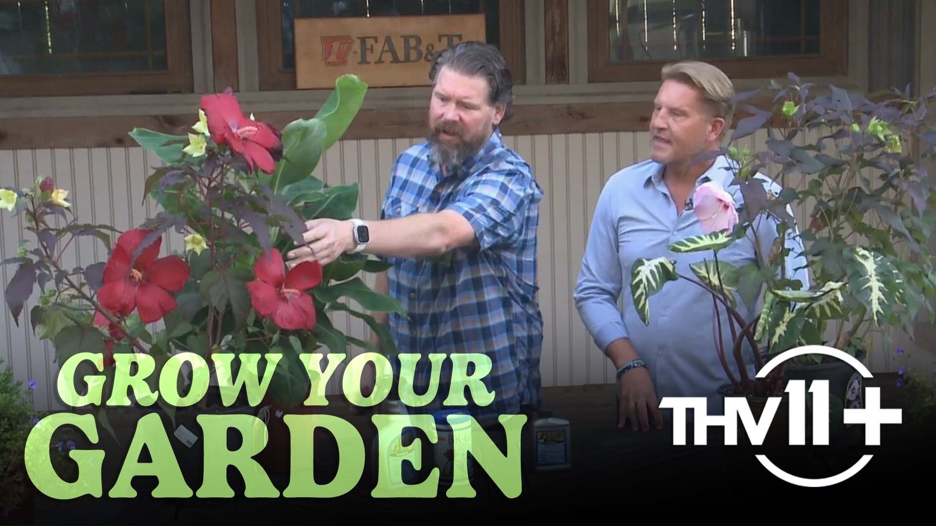 The summer heat is in full effect as Chris H. Olsen teaches us how to plant Japanese maples, tropical perennials, and how to water our plants.
