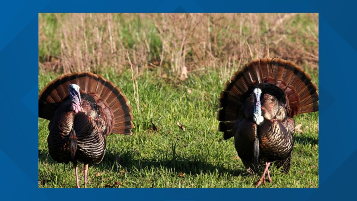 Here's how you can apply for an Arkansas public land turkey hunting permit