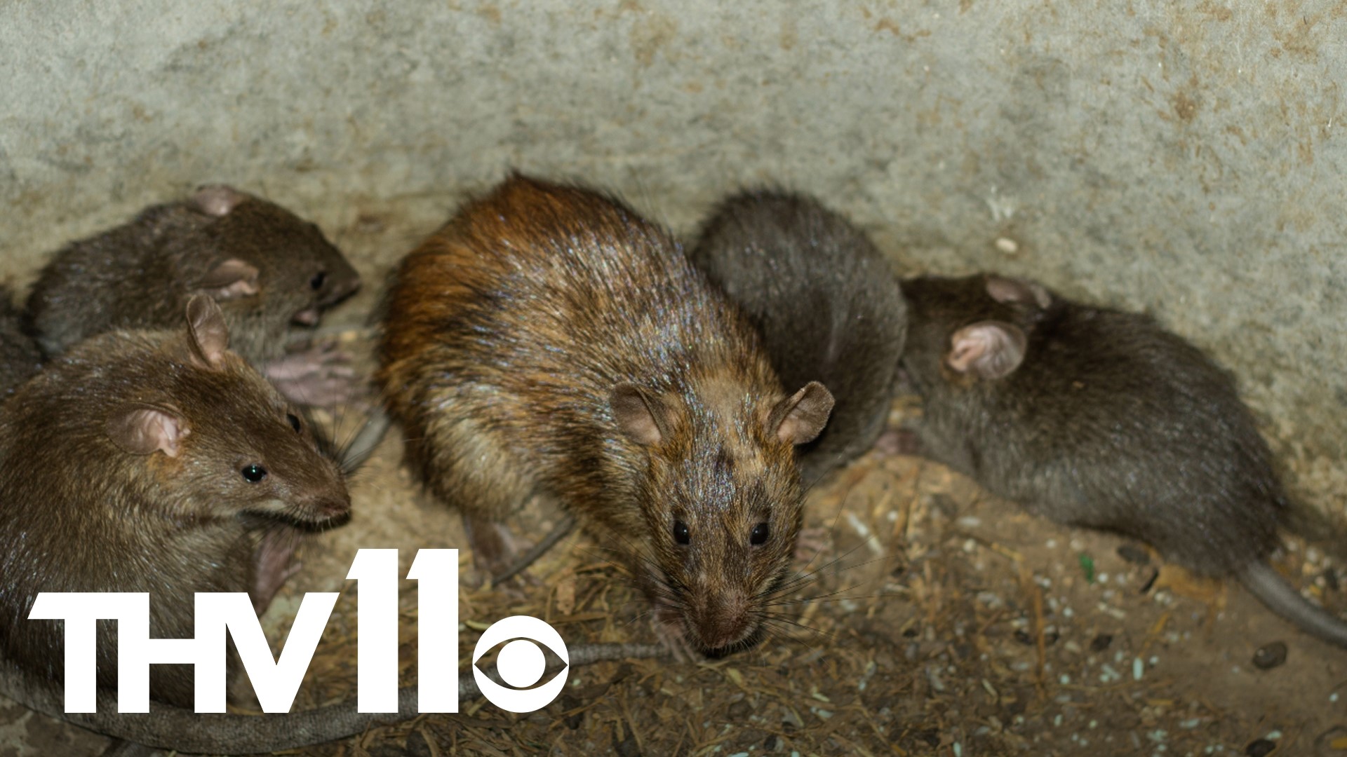 Family Dollar has pleaded guilty and has been ordered to pay $41M after there was a rat infestation at one of their warehouses in Arkansas.