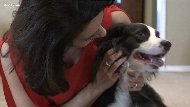 Doorbell camera shows Arkansas family's reunion with dog