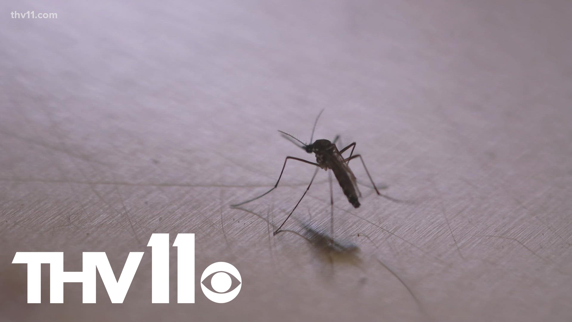 Mosquitos have been swarming around more this year than in years past, and they are now a growing public health concern.