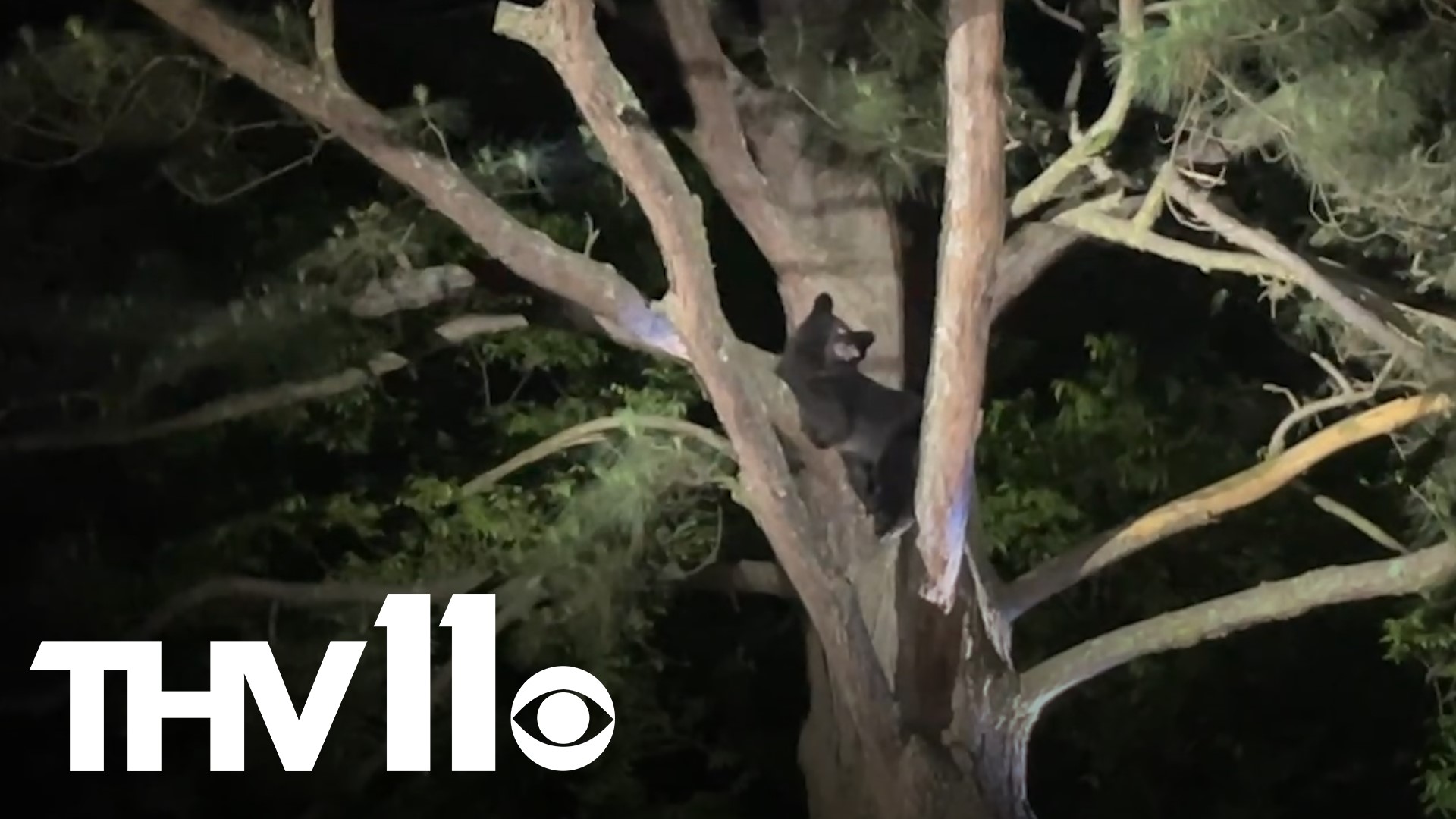 Noah Stephens captured a video of a bear falling out of a tree in Russellville Thursday night.